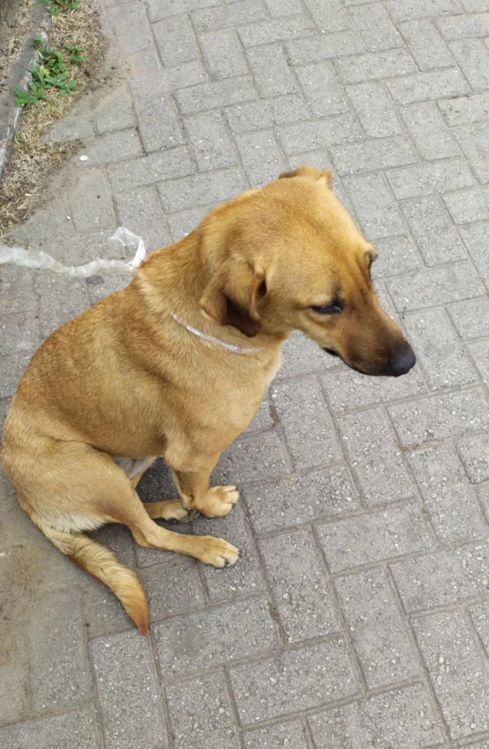 Cachorro ra a Vira lata idade 3 anos nome Suzi 