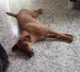 Suzi 