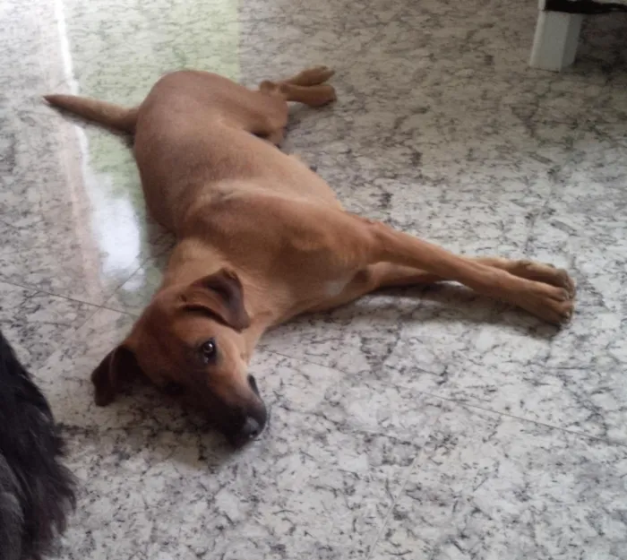 Cachorro ra a Vira lata idade 3 anos nome Suzi 