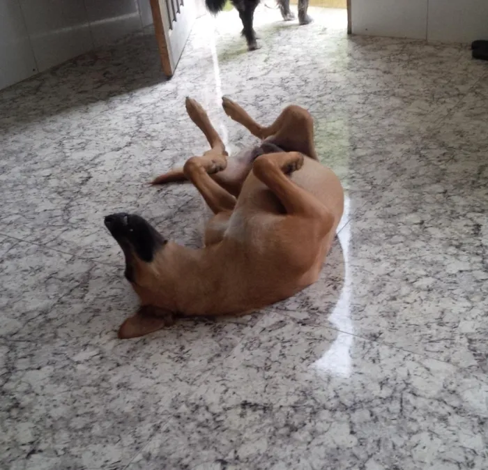 Cachorro ra a Vira lata idade 3 anos nome Suzi 