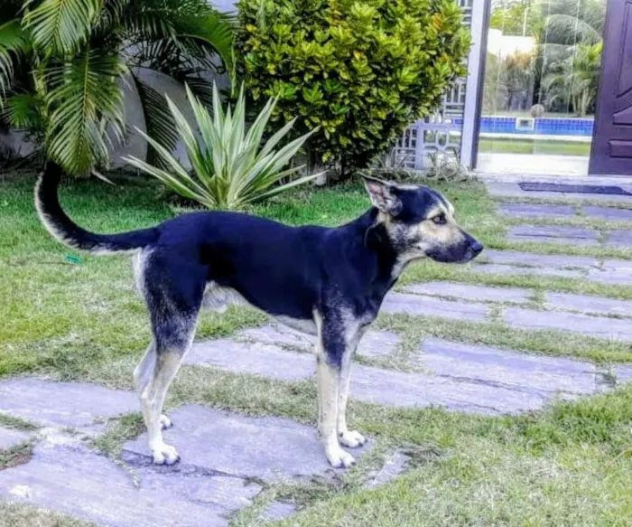 Cachorro ra a Rnd idade 3 anos nome Thor
