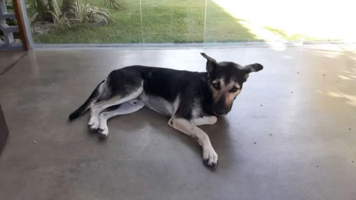 Cachorro ra a Rnd idade 3 anos nome Thor