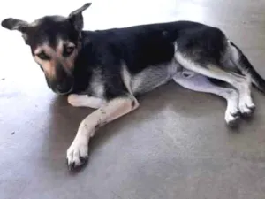 Cachorro raça Rnd idade 3 anos nome Thor