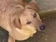 Suzi 