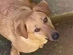 Cachorro raça Vira lata idade 3 anos nome Suzi 