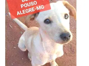 Cachorro raça Vira-lata idade 7 a 11 meses nome Bolt