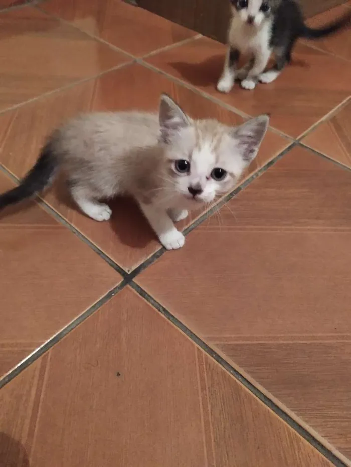 Gato raça  idade Abaixo de 2 meses nome Miau