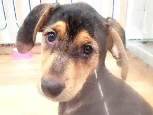Cachorro raça Srd  idade 2 a 6 meses nome Lex bebê lindo pra a