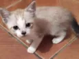 Miau