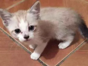 Gato raça  idade Abaixo de 2 meses nome Miau