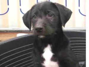 Cachorro raça Srd  idade 2 a 6 meses nome Leo Bebe lindo e fof
