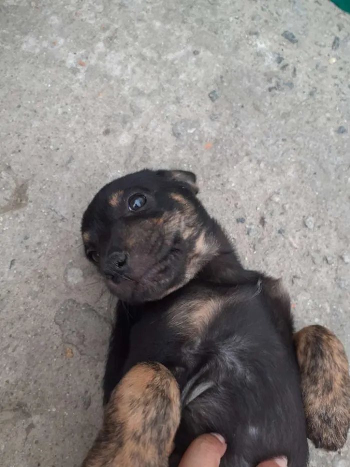 Cachorro ra a Virá lata  idade Abaixo de 2 meses nome Sem nomes
