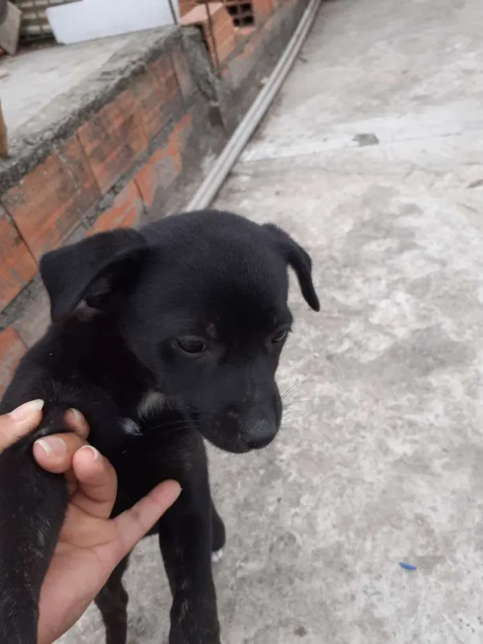 Cachorro ra a Virá lata  idade Abaixo de 2 meses nome Sem nomes