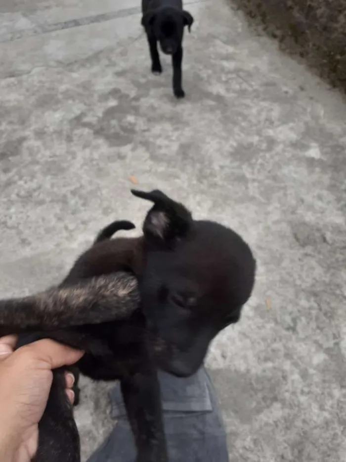 Cachorro ra a Virá lata  idade Abaixo de 2 meses nome Sem nomes
