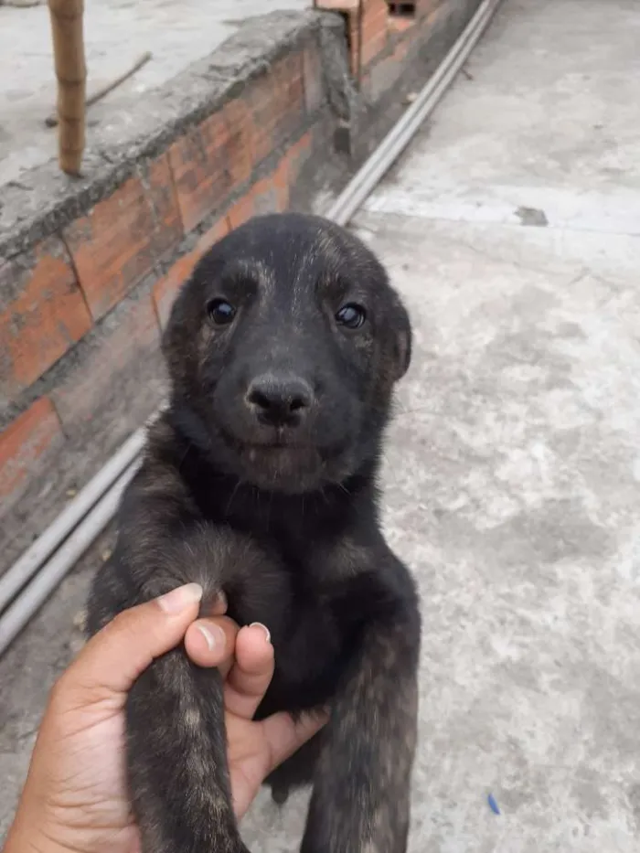 Cachorro ra a Virá lata  idade Abaixo de 2 meses nome Sem nomes