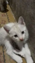 Nina