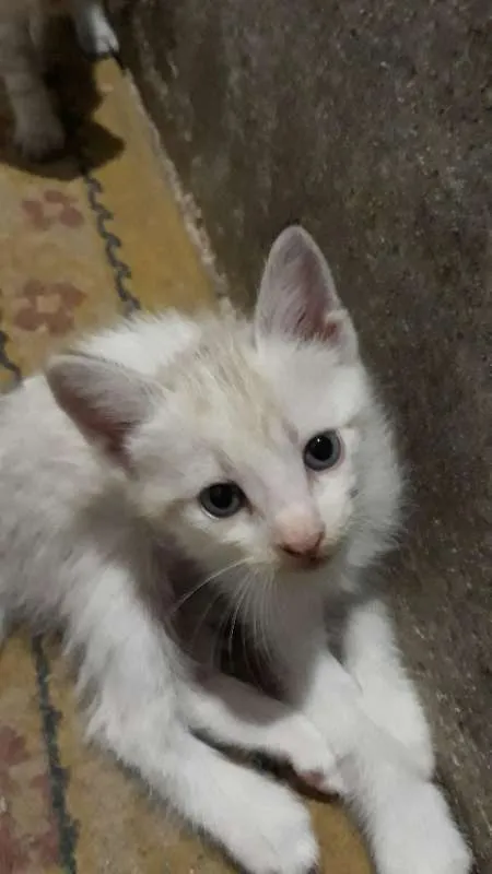 Gato ra a - idade Abaixo de 2 meses nome Nina
