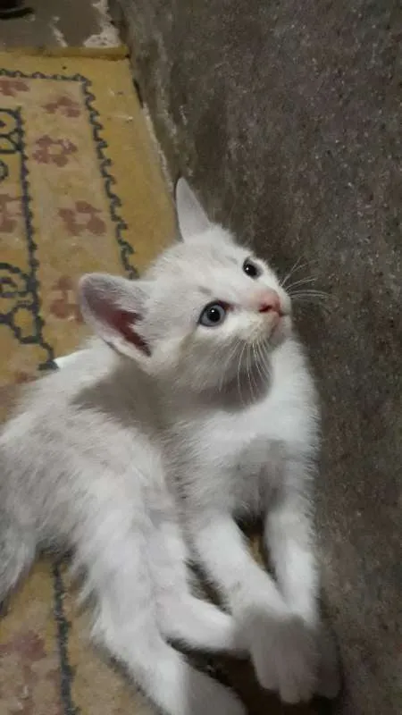 Gato ra a - idade Abaixo de 2 meses nome Nina