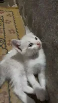 Nina
