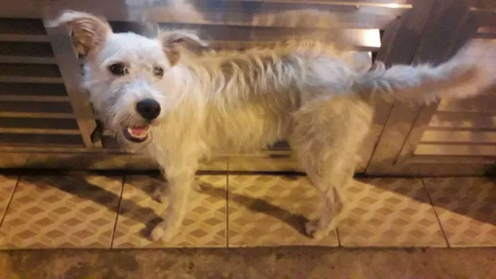 Cachorro ra a Não definida idade 7 a 11 meses nome Stopa