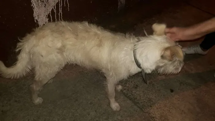 Cachorro ra a Não definida idade 7 a 11 meses nome Stopa