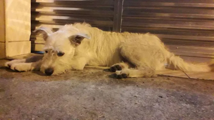 Cachorro ra a Não definida idade 7 a 11 meses nome Stopa