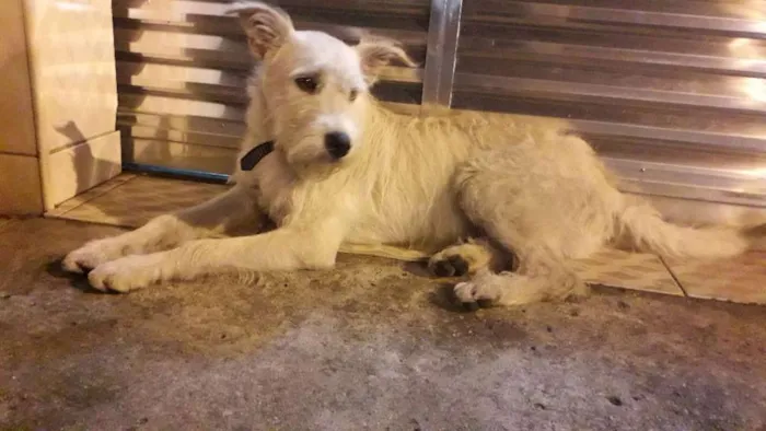 Cachorro ra a Não definida idade 7 a 11 meses nome Stopa