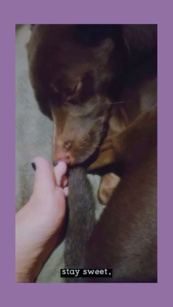 Cachorro ra a Não definida idade 3 anos nome Cacau