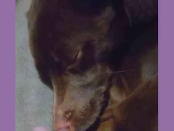 Cachorro ra a Não definida idade 3 anos nome Cacau