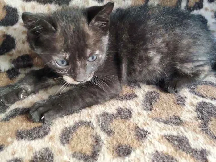Cachorro ra a Indefinida idade Abaixo de 2 meses nome Sem nome
