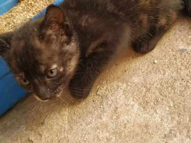 Cachorro ra a Indefinida idade Abaixo de 2 meses nome Sem nome
