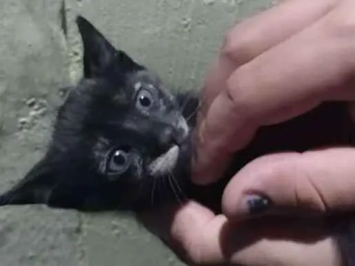 Cachorro ra a Indefinida idade Abaixo de 2 meses nome Sem nome