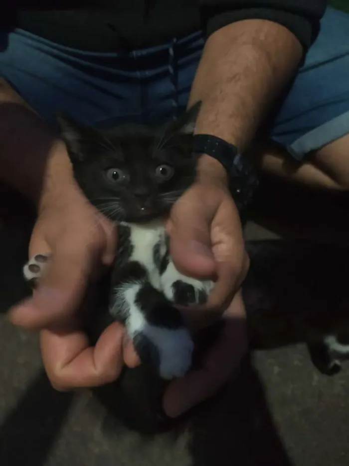 Gato ra a Indefinida idade Abaixo de 2 meses nome Sem nome
