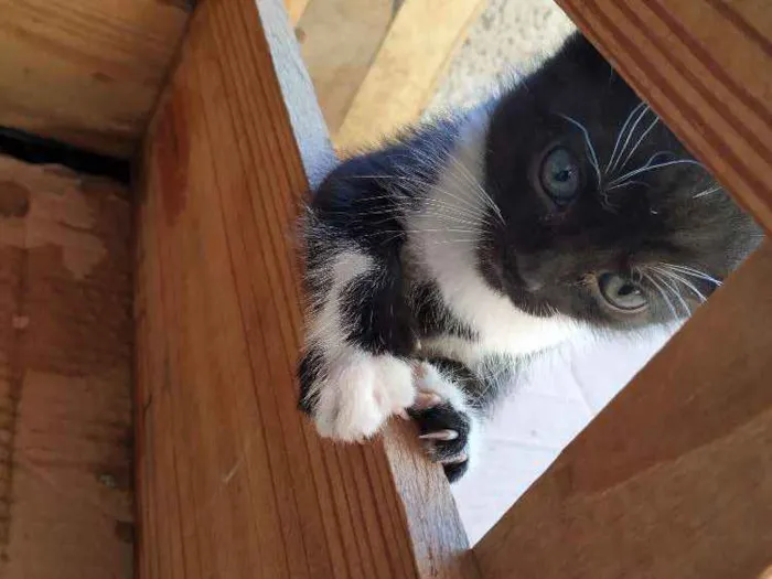 Gato ra a Indefinida idade Abaixo de 2 meses nome Sem nome