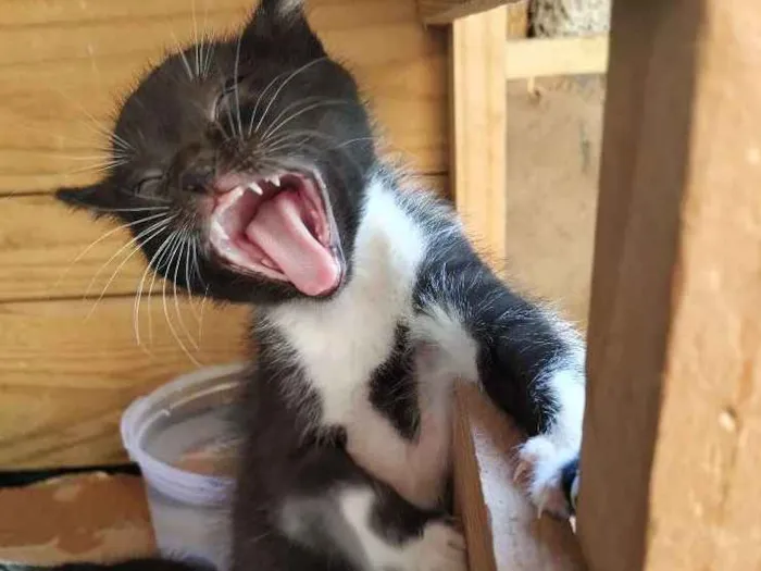 Gato ra a Indefinida idade Abaixo de 2 meses nome Sem nome