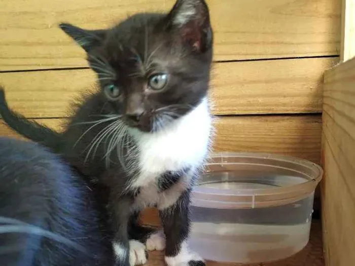 Gato ra a Indefinida idade Abaixo de 2 meses nome Sem nome