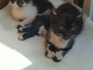 Gato ra a Indefinida idade Abaixo de 2 meses nome Sem nome
