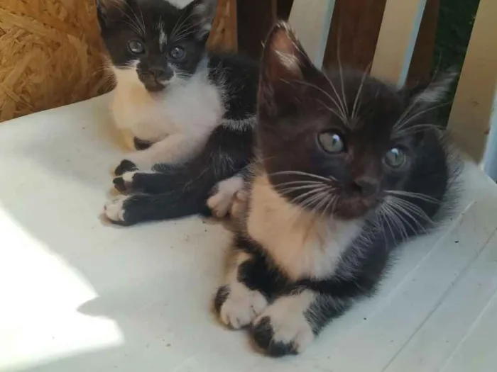 Gato ra a Indefinida idade Abaixo de 2 meses nome Sem nome