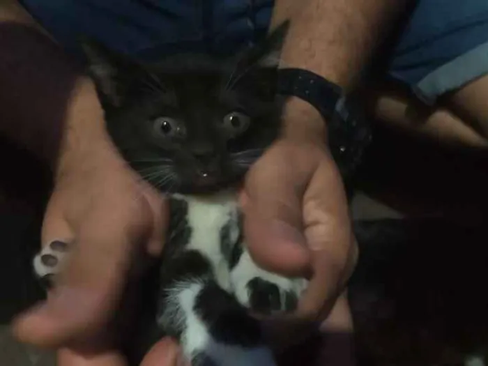 Gato ra a Indefinida idade Abaixo de 2 meses nome Sem nome
