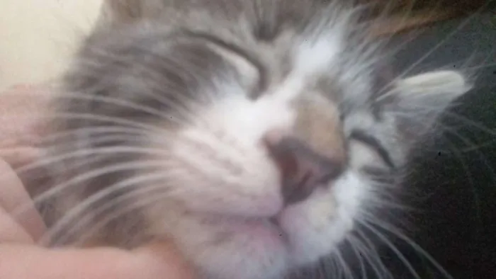 Gato ra a Gato comun Eropeu idade Abaixo de 2 meses nome Morgana 