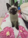 Lila