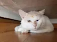 Mingau