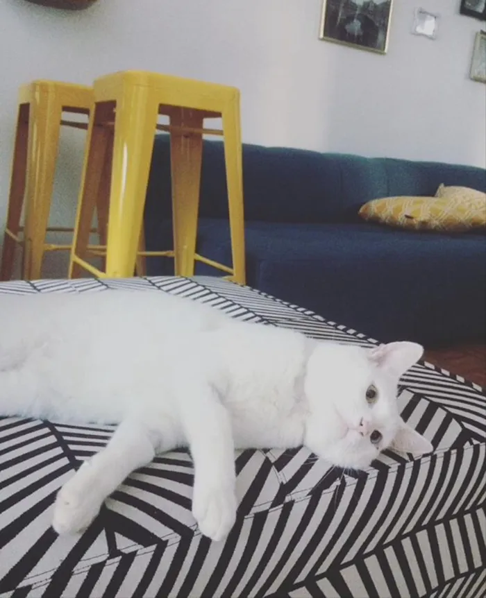 Gato ra a SRD idade 1 ano nome Mingau
