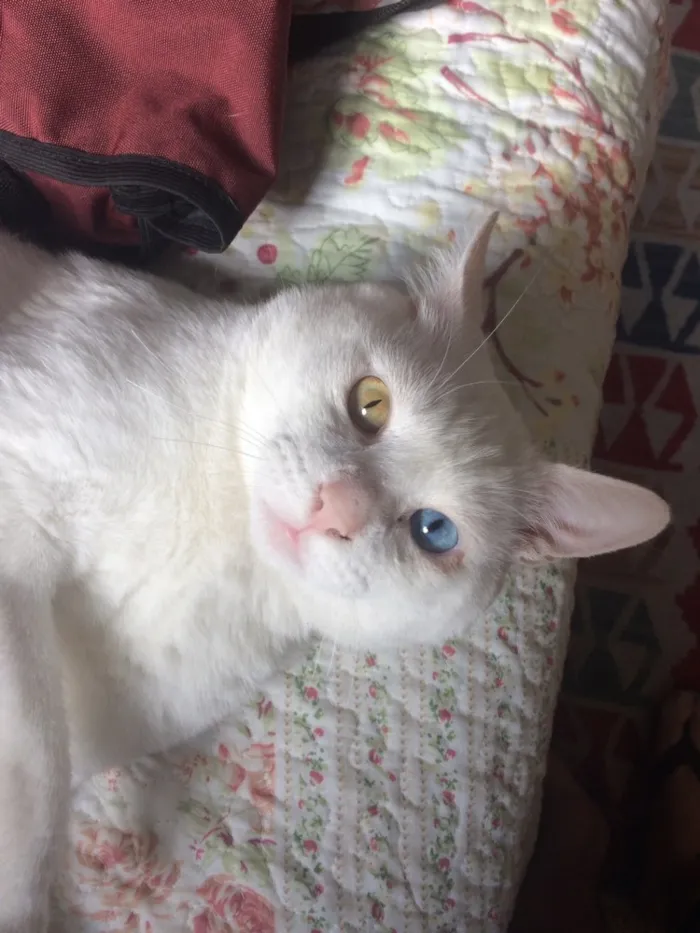 Gato ra a SRD idade 1 ano nome Mingau