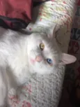 Mingau