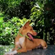 Carlinha