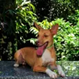 Carlinha