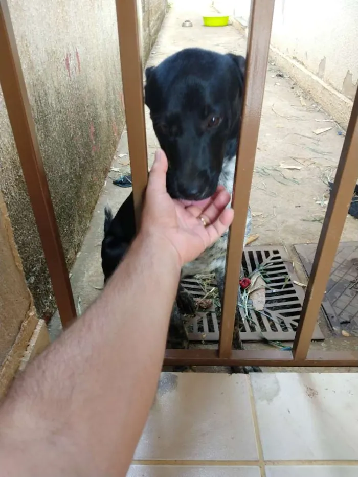 Cachorro ra a Mistura com rotweiler idade 1 ano nome Hary