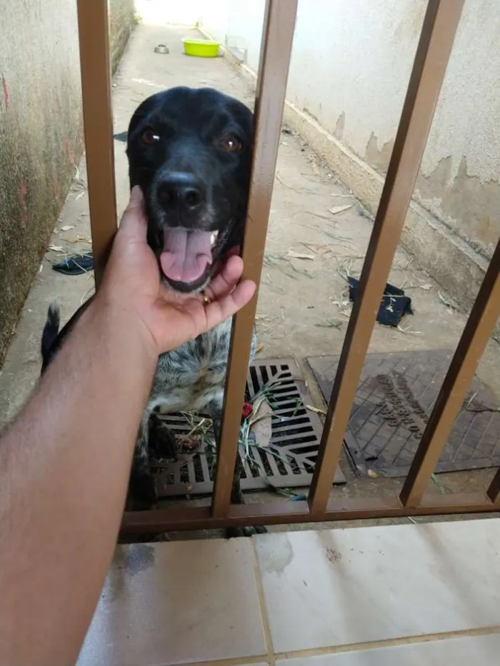 Cachorro ra a Mistura com rotweiler idade 1 ano nome Hary