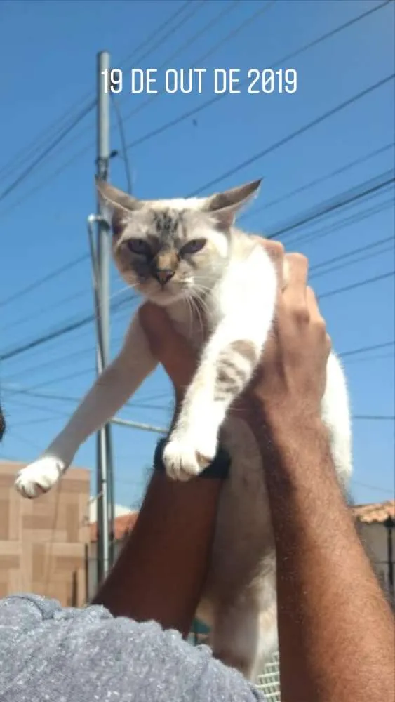 Gato ra a Mestiça  idade 2 anos nome Kitty